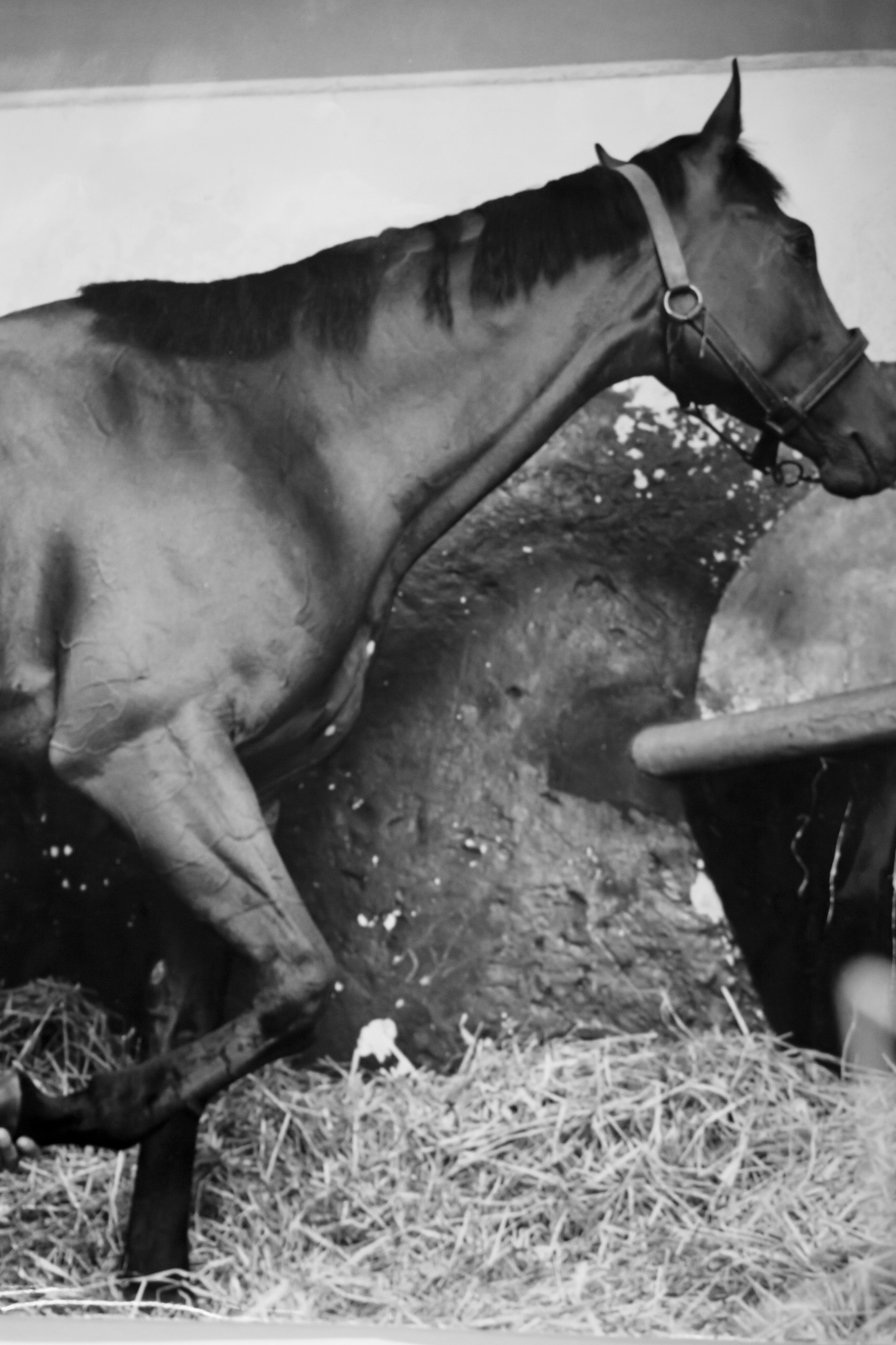 Tre Fotografie Equitazione