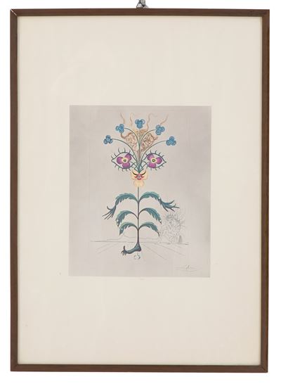 Litografia "flora Dacinae Viola Cogitans"