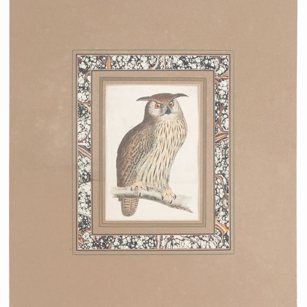 Incisione "EAGLE OWL". 