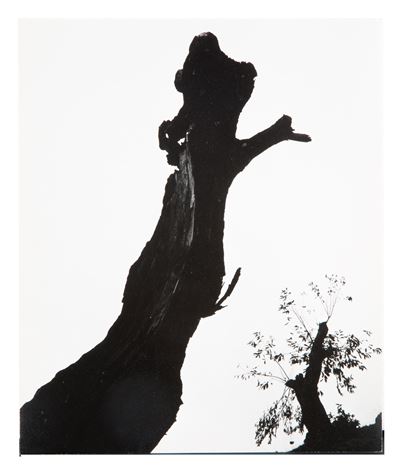 "castagno Morto, 1954"