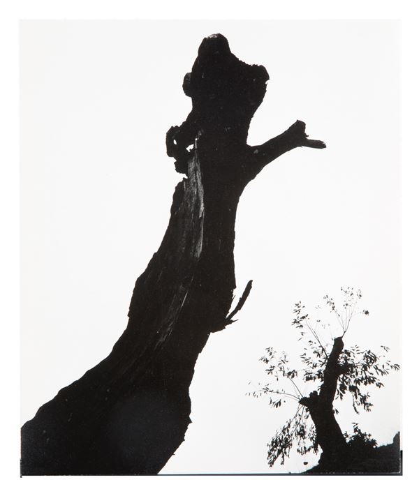 PAOLO MONTI - "CASTAGNO MORTO, 1954"