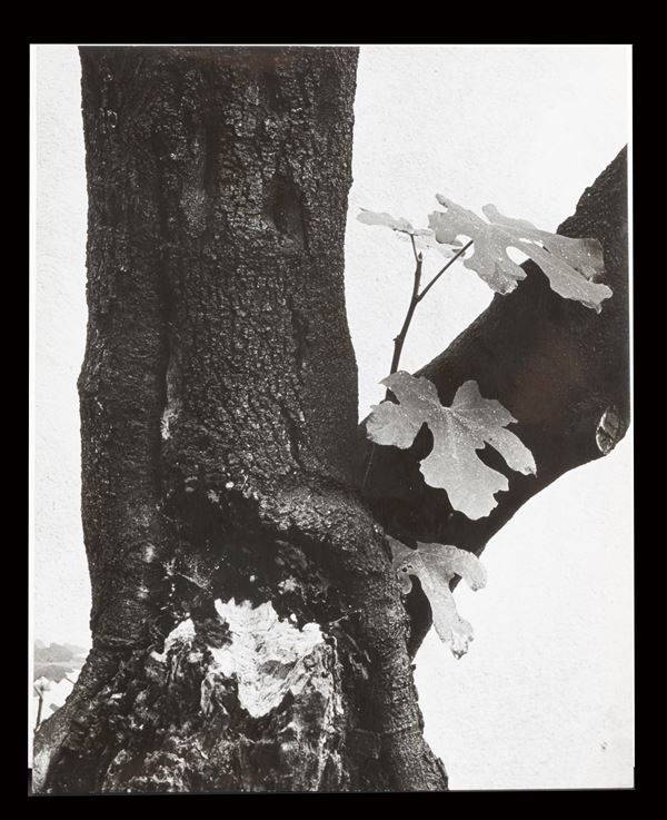PAOLO MONTI - "UNTITLED"