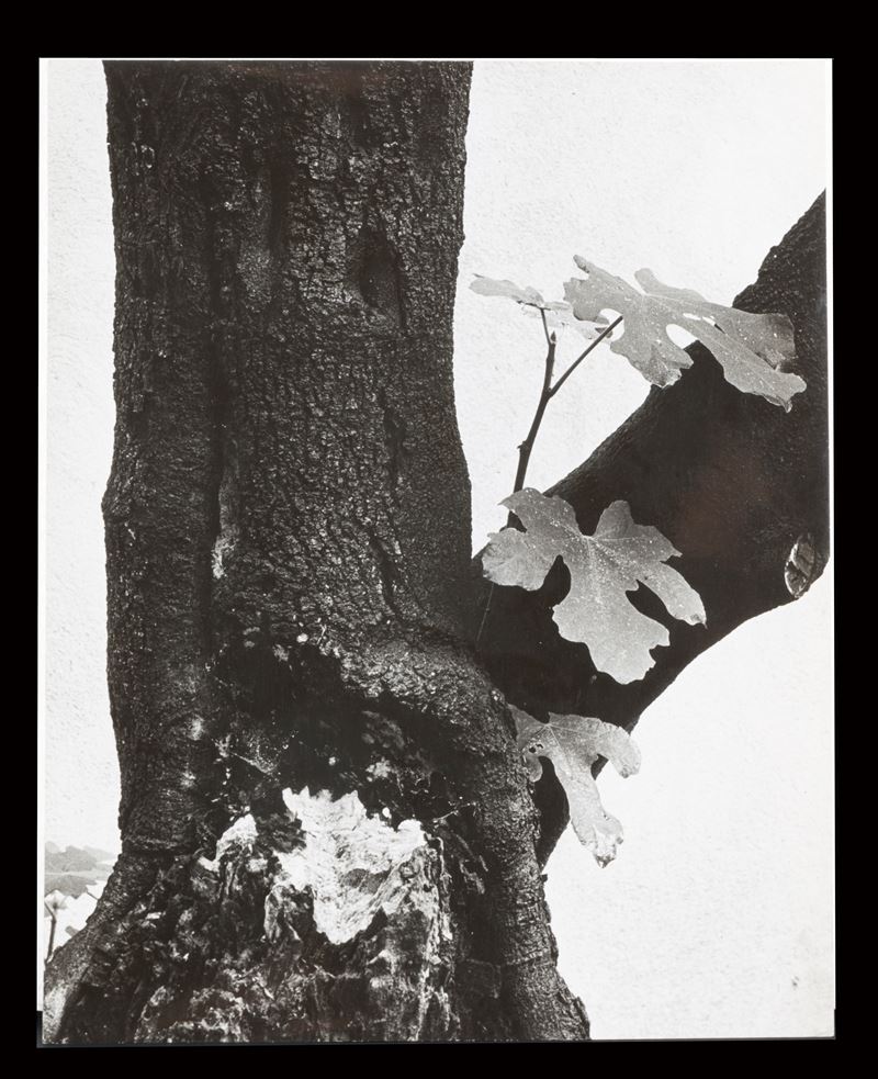 Paolo Monti - "senza Titolo"