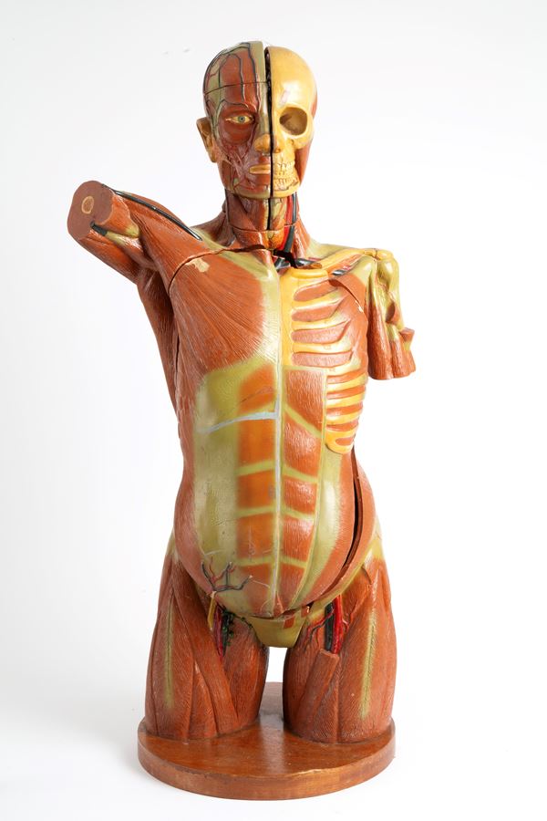 Educational human body model