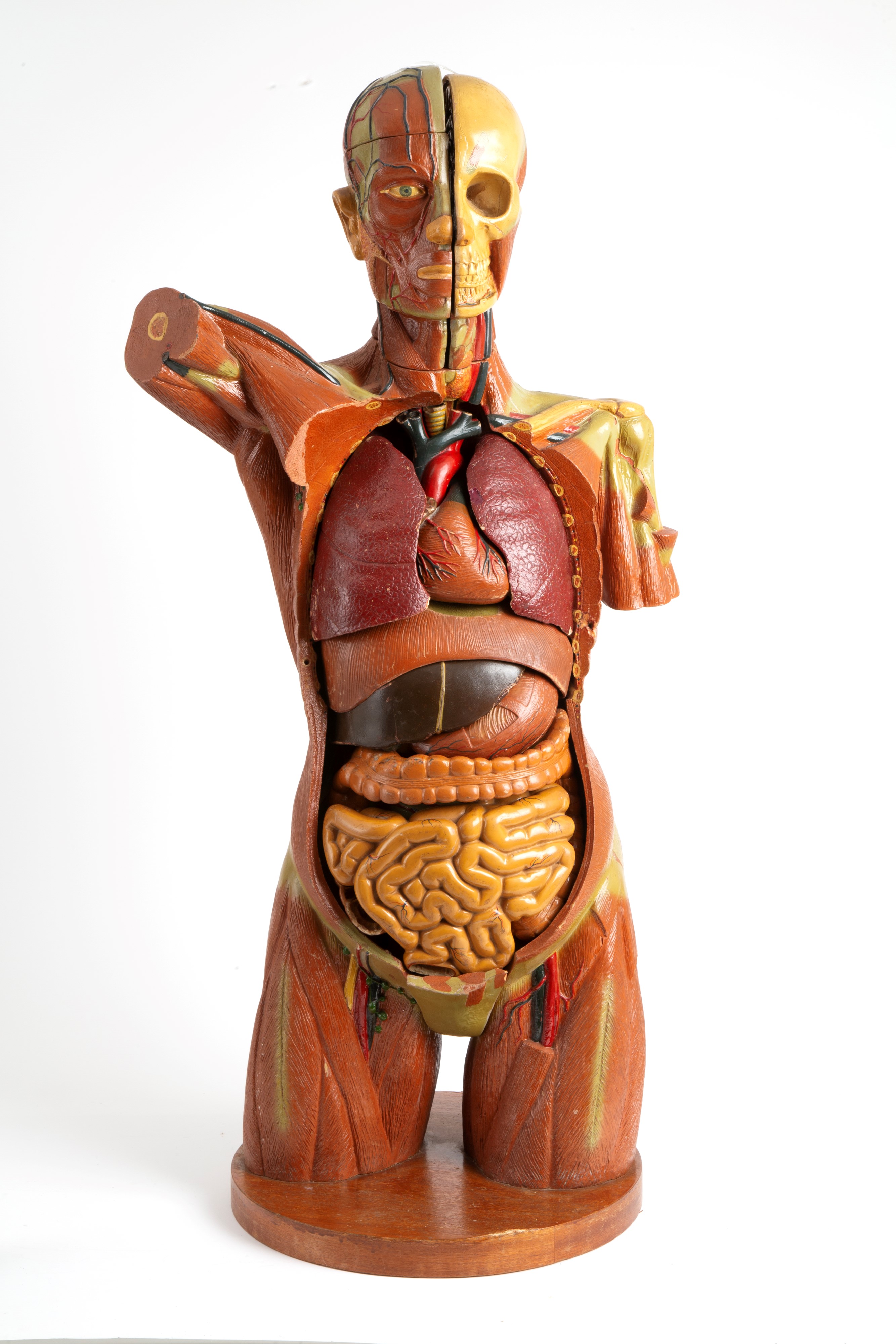 Modello di Corpo Umano Didattico
