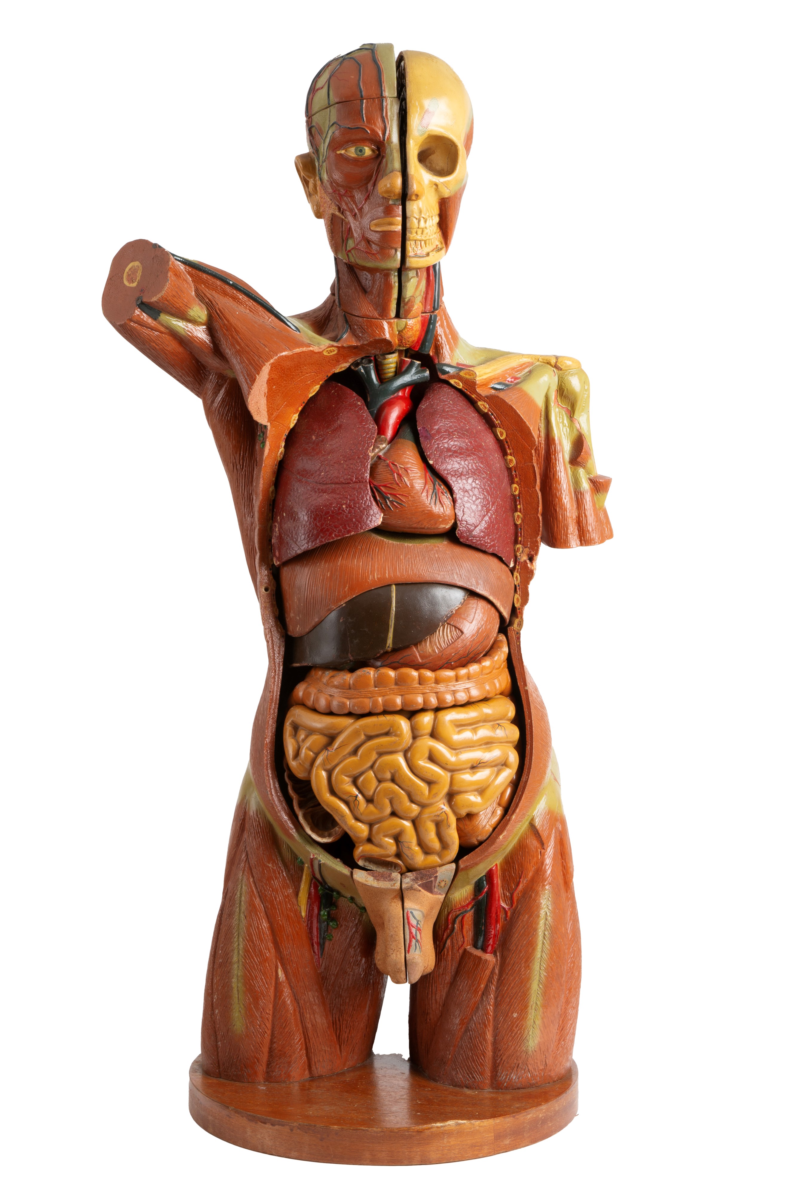 Modello di Corpo Umano Didattico