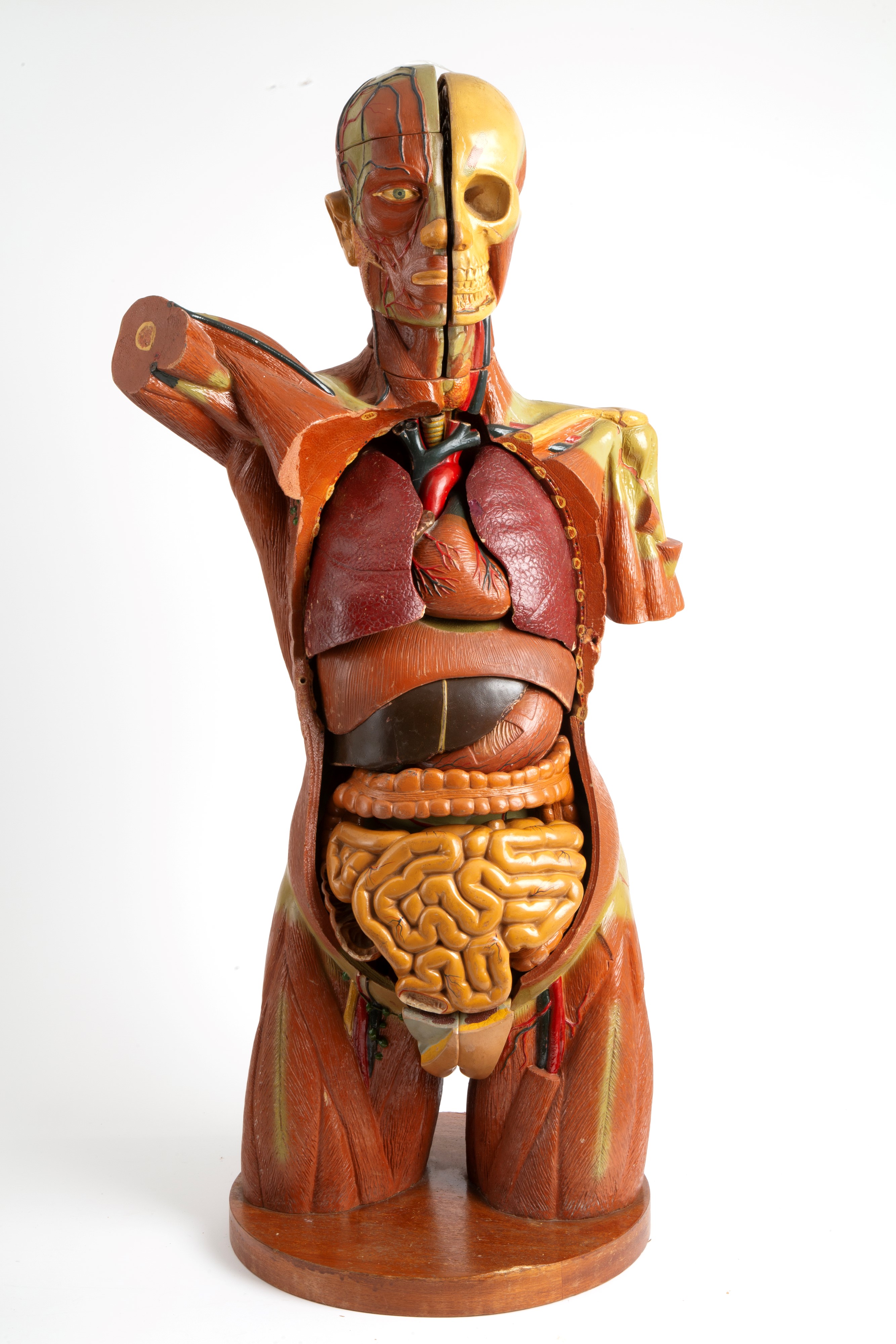 Modello di Corpo Umano Didattico