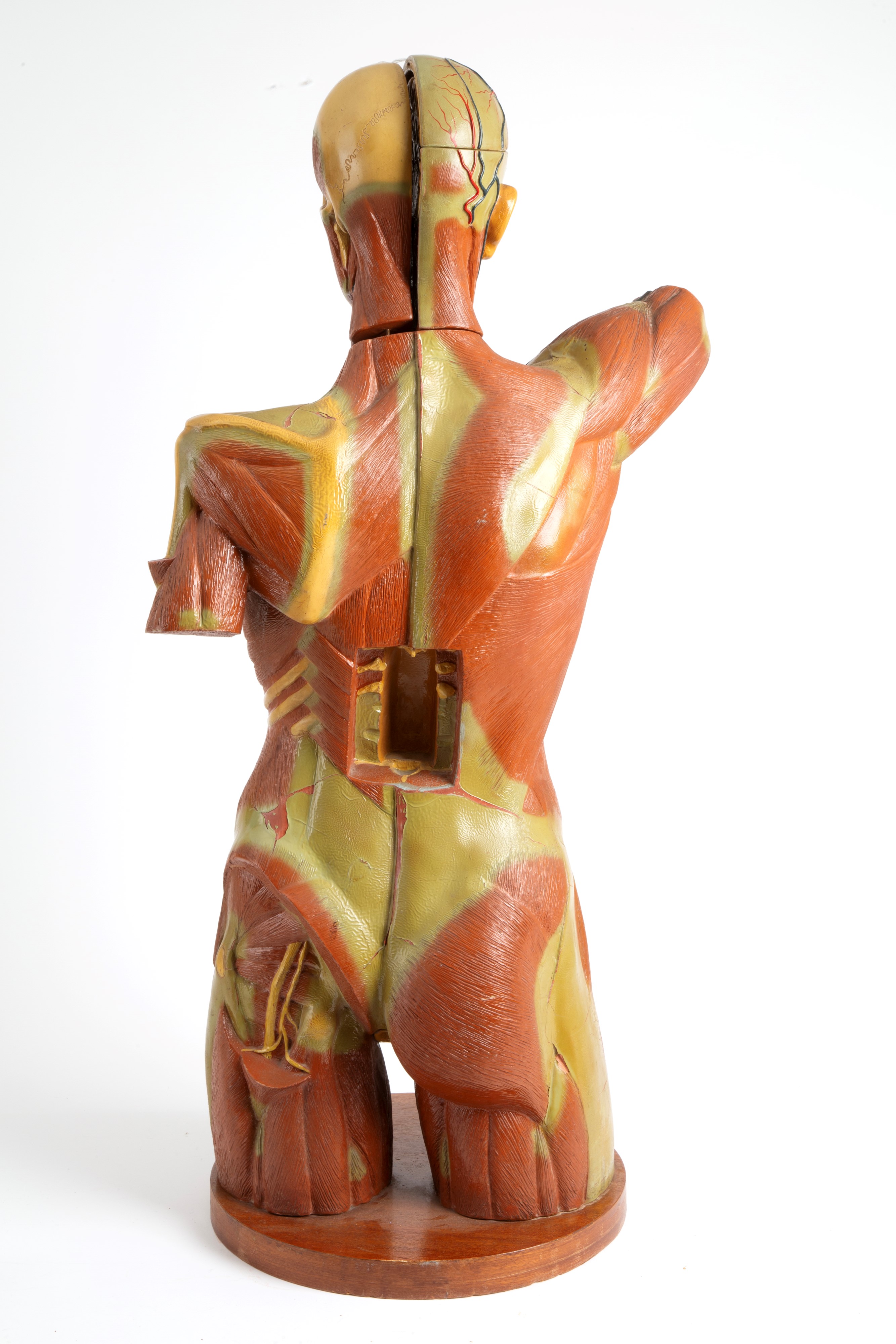 Modello di Corpo Umano Didattico