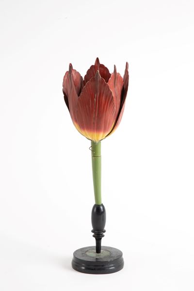 Fiore Didattico Tulipano. Brendel