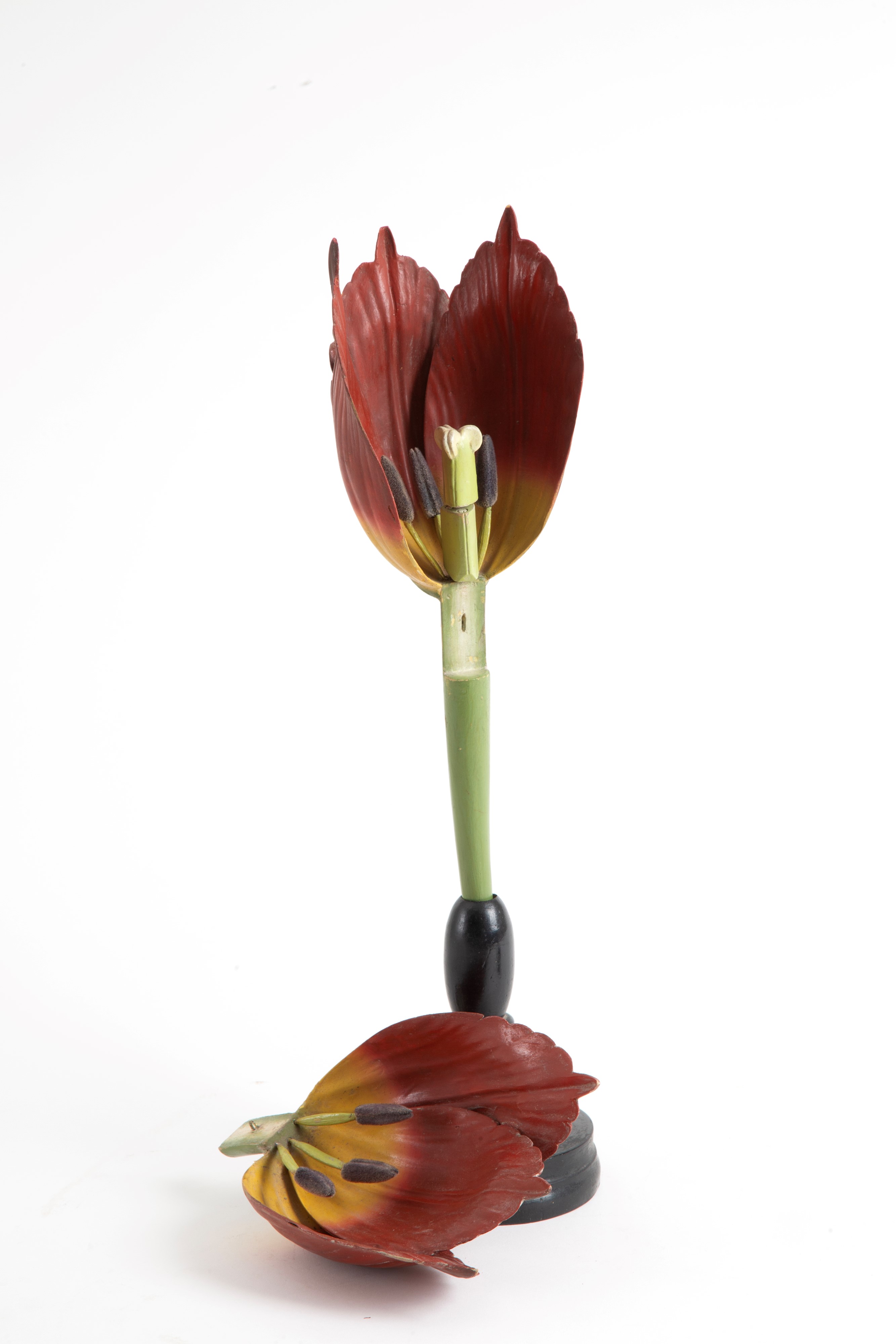 Fiore Didattico Tulipano. Brendel