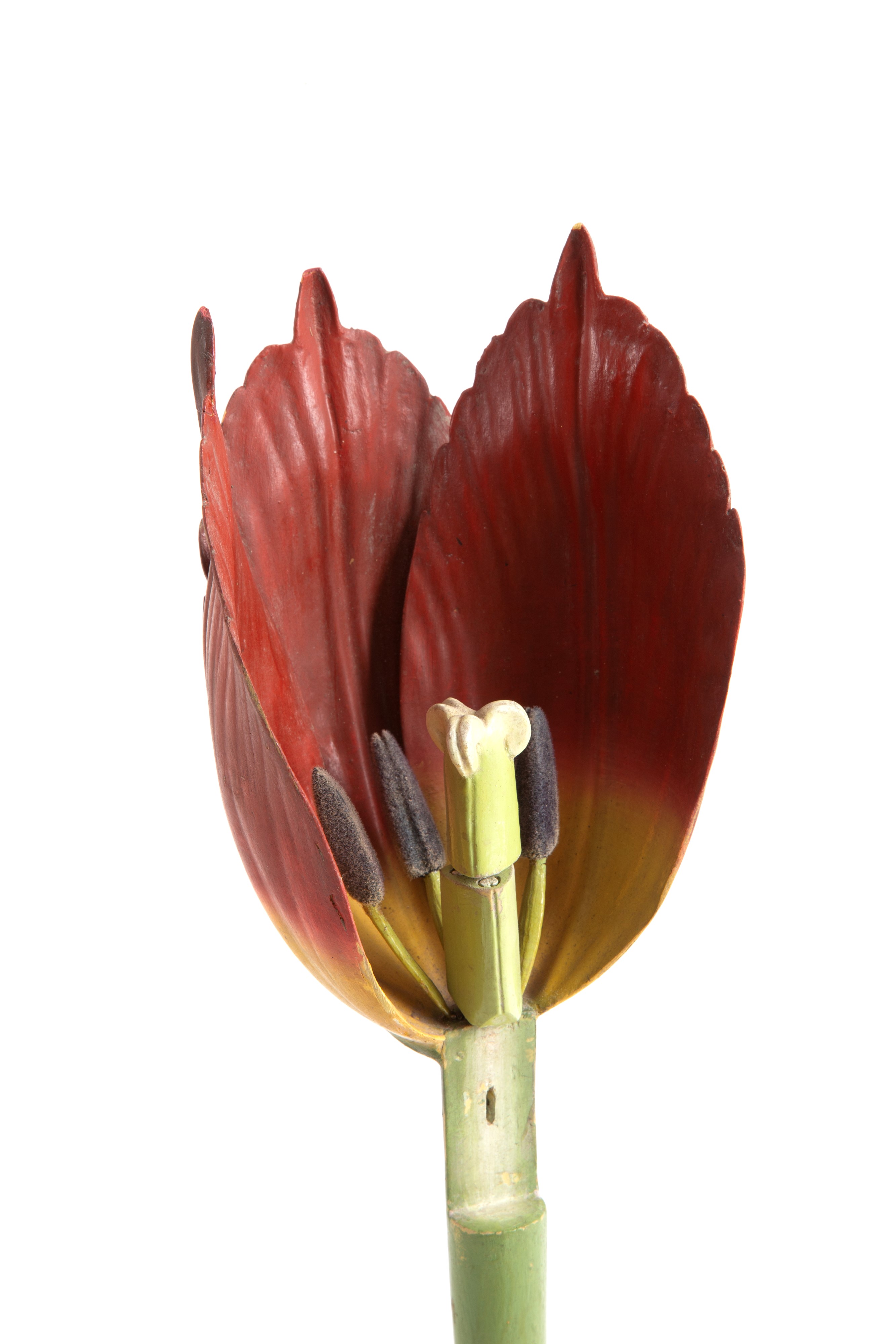 Fiore Didattico Tulipano. Brendel
