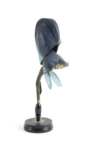 Fiore Didattico Aconito. Brendel