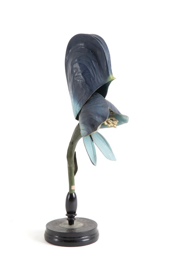 Teaching flower aconite. BRENDEL