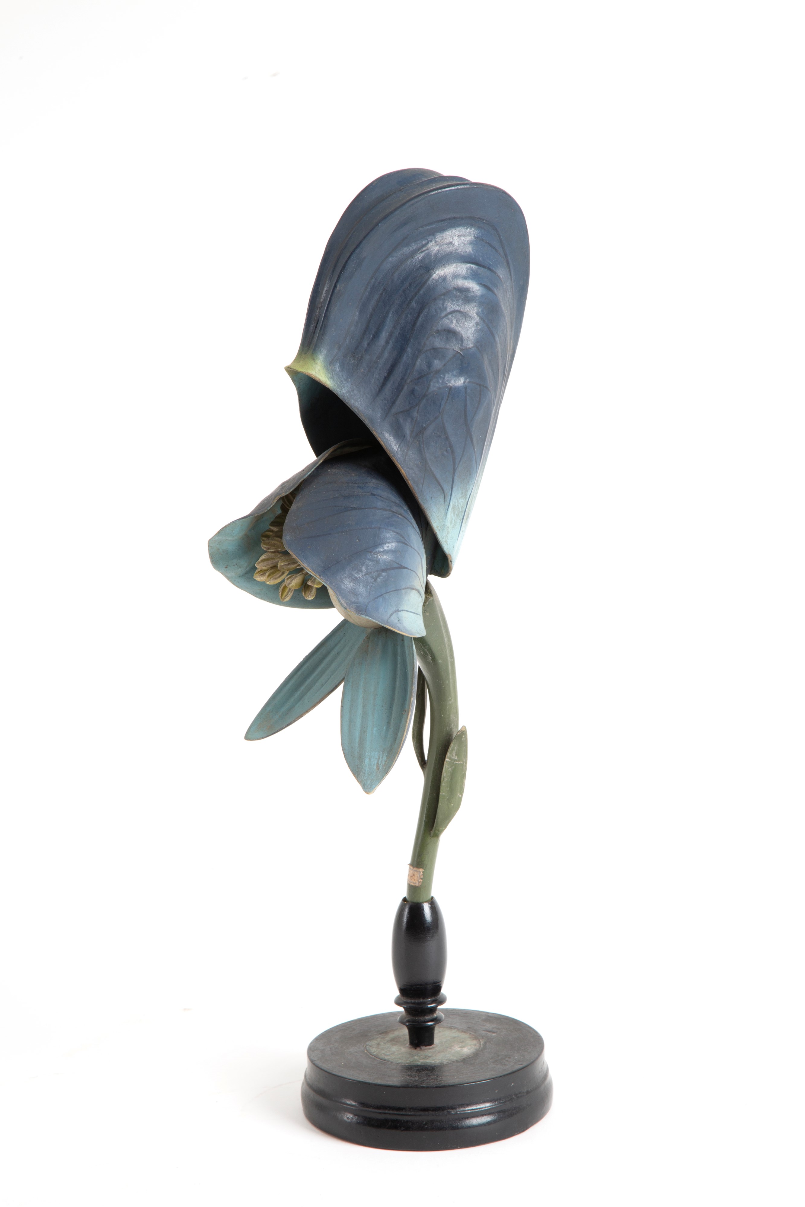 Fiore Didattico Aconito. Brendel