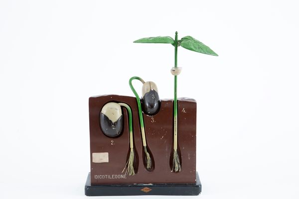 Educational model of a dicotyledon