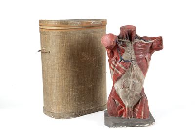 Busto anatomico in gesso, con custodia originale