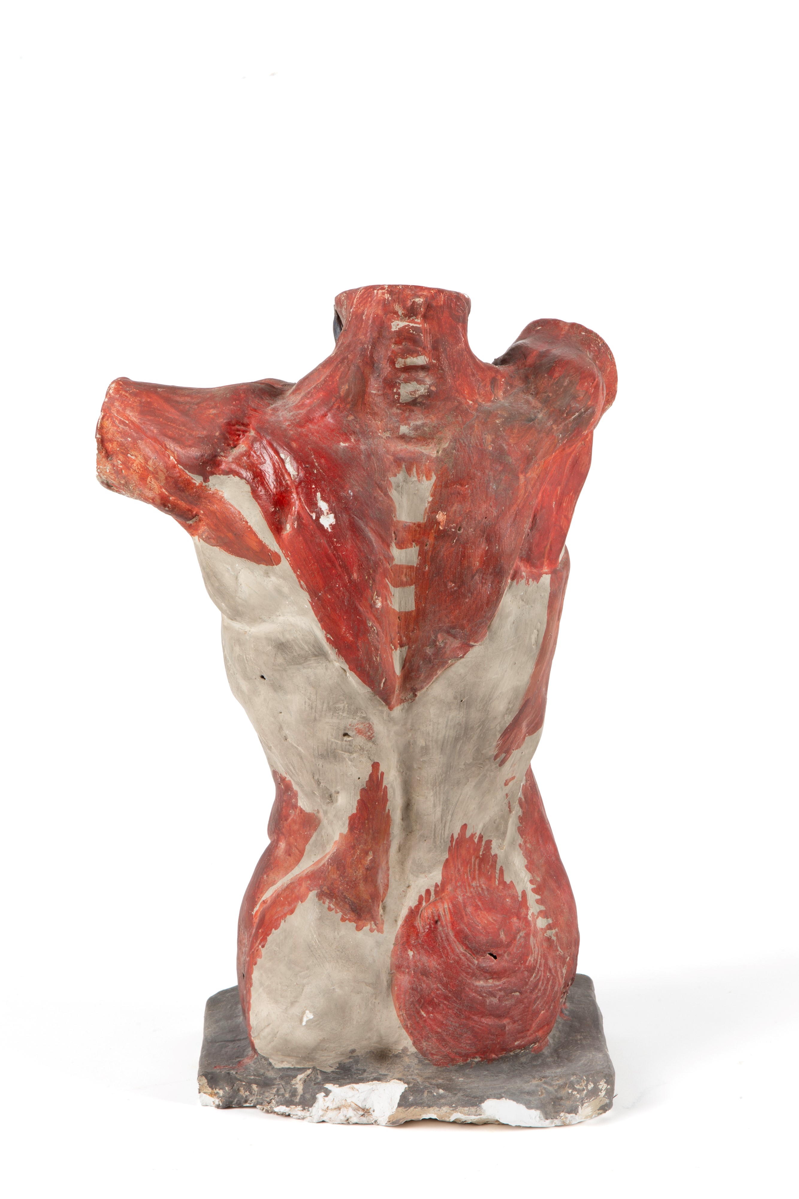 Busto anatomico in gesso, con custodia originale