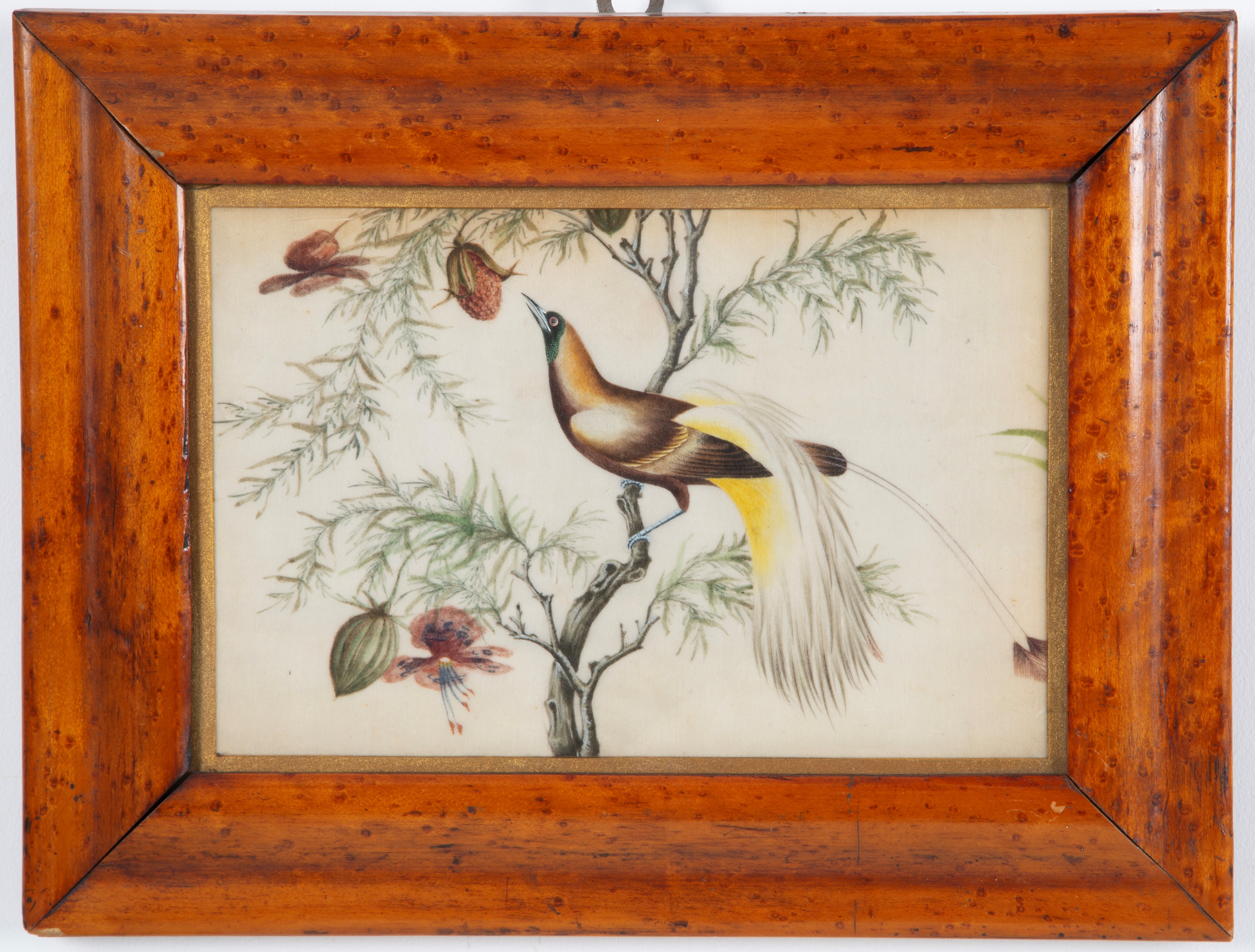 Coppia di dipinti "UCCELLI CANTERINI SUL RAMO"