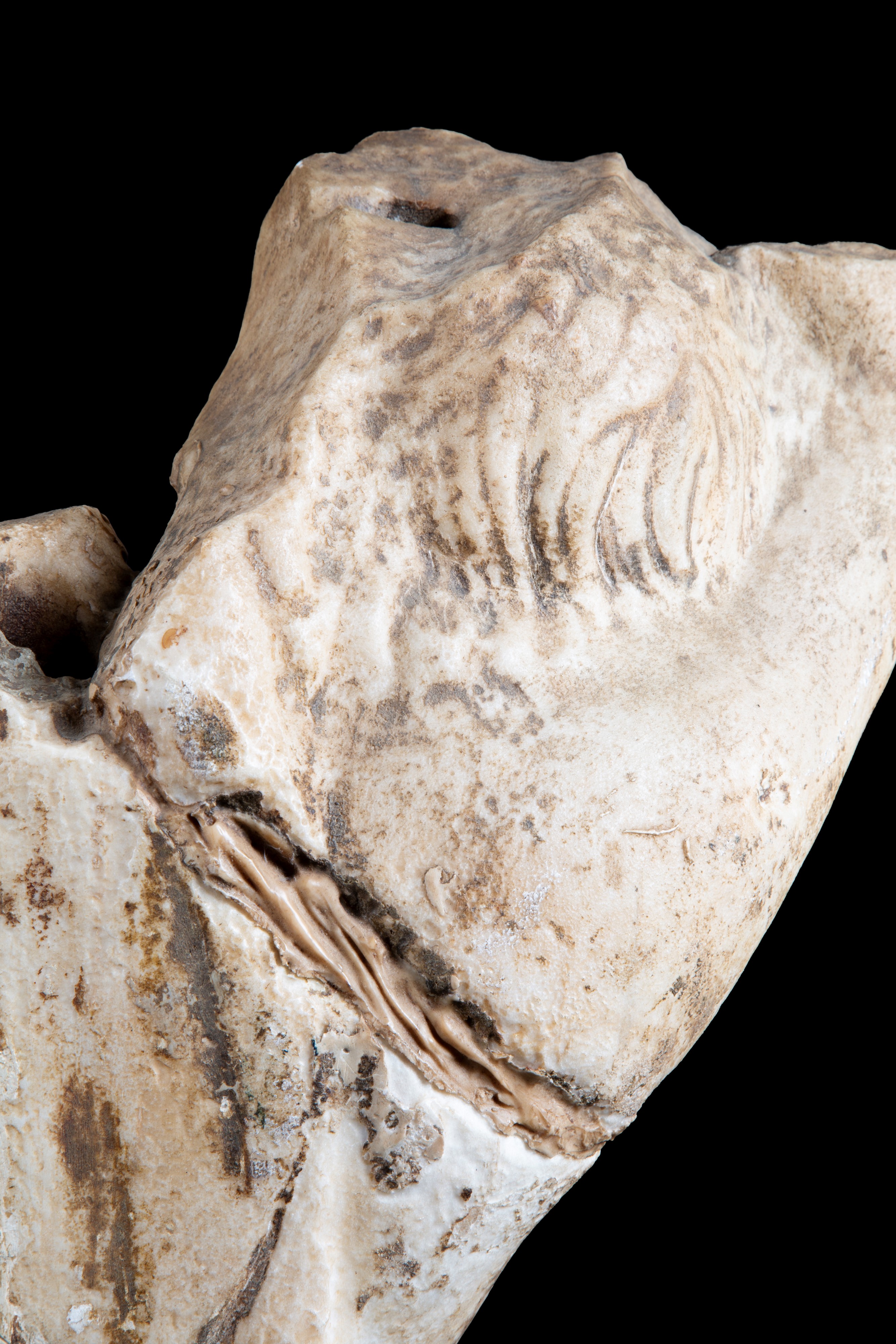 Antico frammento in marmo, Busto di fanciullo